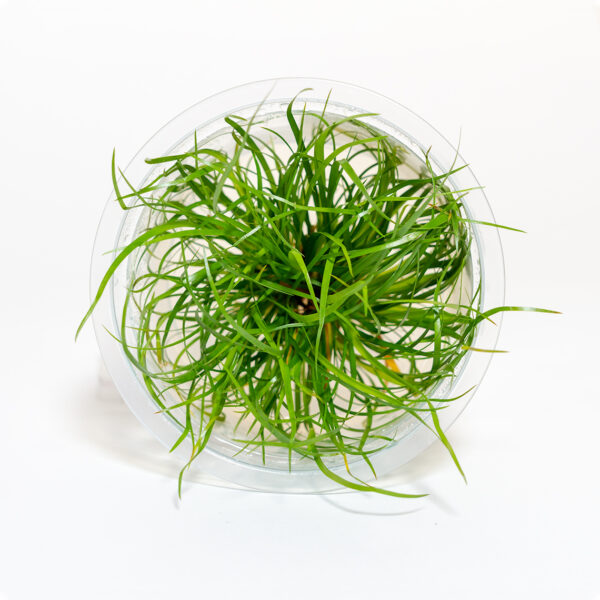 Juncus repens