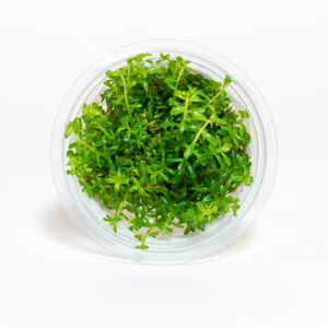 Rotala rotundifolia