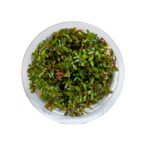 Rotala sp. 'H'ra'