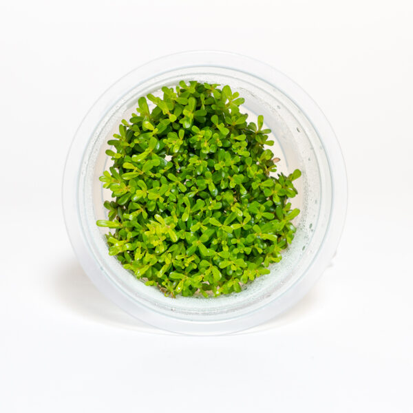 Rotala macrandra 'Yellow'